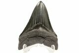 Serrated, Fossil Megalodon Tooth - Georgia #74605-1